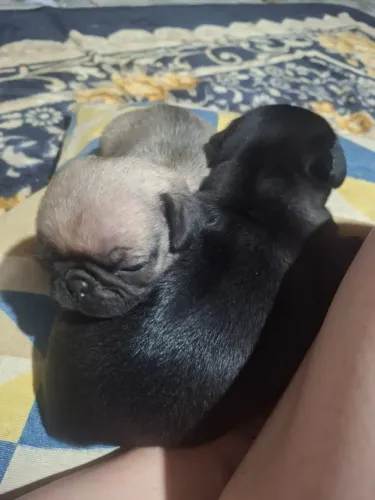 Lindos filhotes de Pug, 1500 a fêmea e 1300 o macho