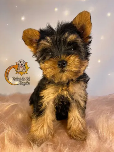 Yorkshire Terrier Amor que se revela em gestos simples