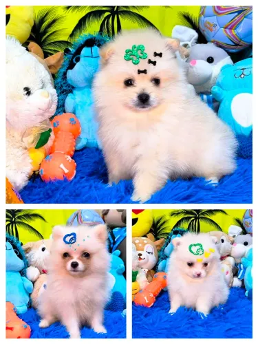 Lindos filhotes de Lulu da Pomerânia 