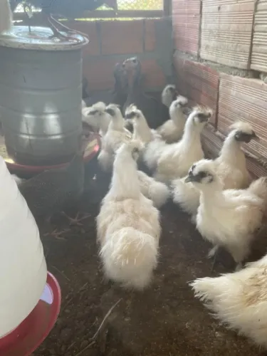 Vendo galinha sedosa branca
