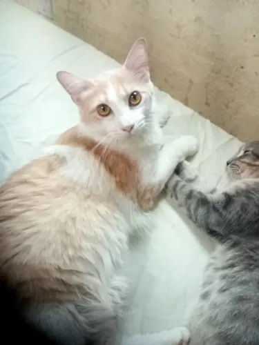 Gata pra doação