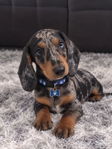 Dachshund - Machinho