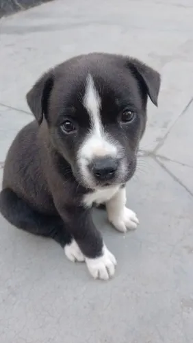 Doa-se cachorro 