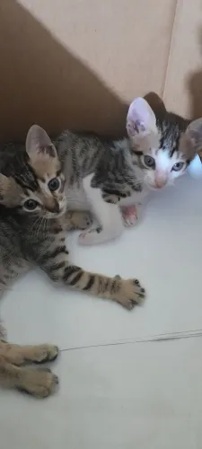 Doação de gatos 