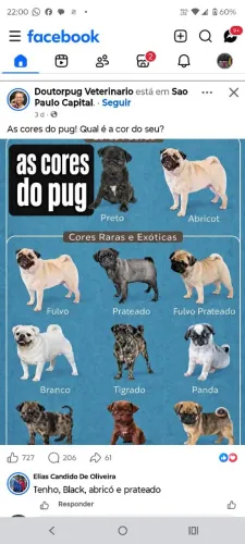 Pugs Pandinha disponíveis