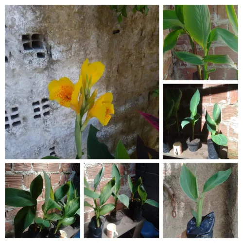 Bananeirinha de jardim flor amarelo