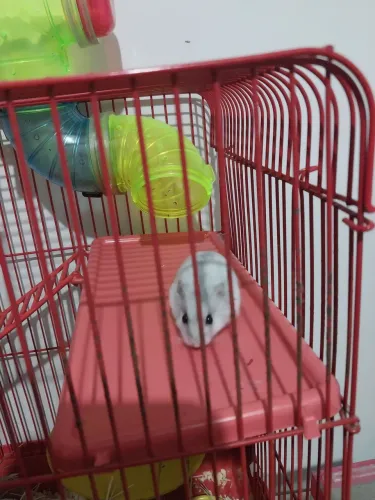 Hamster