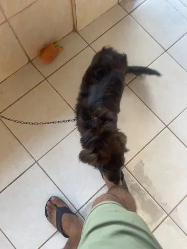 Cachorro 
