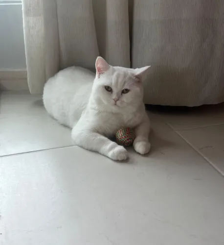 Vendo Gata British Short hair