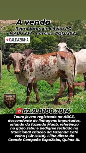 Tourinho gir leiteiro PO registrado- Caldazinha-GO 