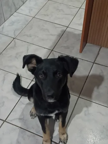 Doação filhote
