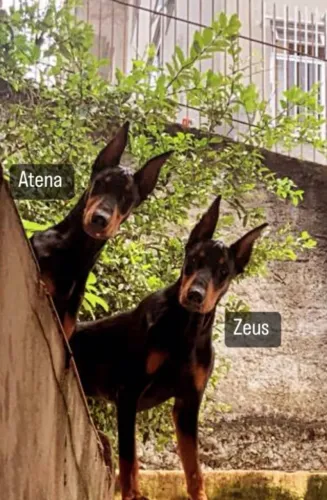 FILHOTES DE DOBERMAN À VENDA 