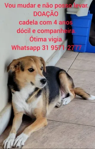 DOAÇÃO DE CADELA