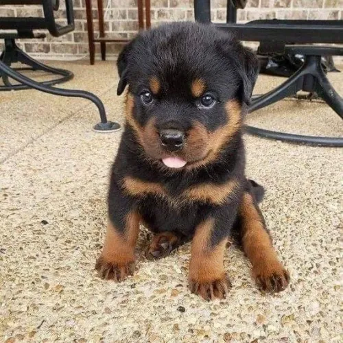 Rottweiler - Um Amigo Que Vai Crescer Junto Com Você