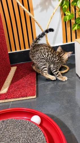 Bengal filhote macho