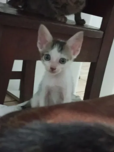 Gatinho companheiro
