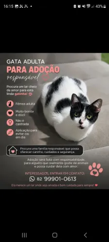 GATA ADULTA PARA ADOÇÃO RESPONSÁVEL ?