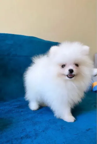 Lulu da Pomerania - Macho e Fêmea