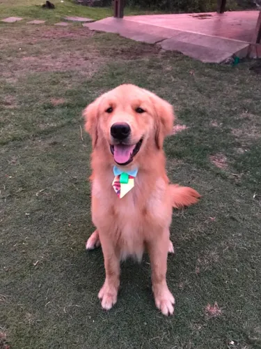 Gondel Retriever, Macho