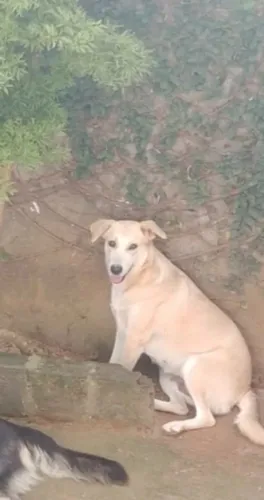 Para a doação ( labrador mestiço) fêmea