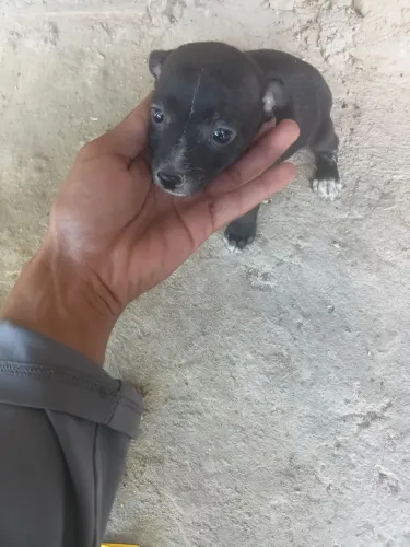 Pincher número 01 macho