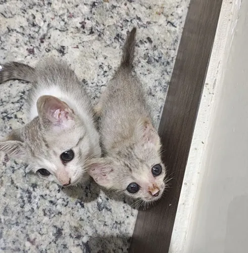 DOAÇÃO GATINHOS