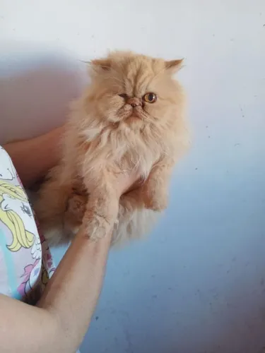 Gata persa 2 anos 