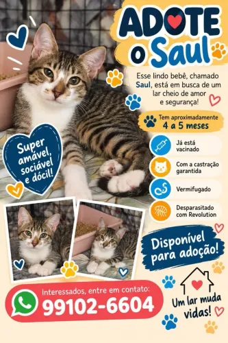 Adoção responsável de gatinho 