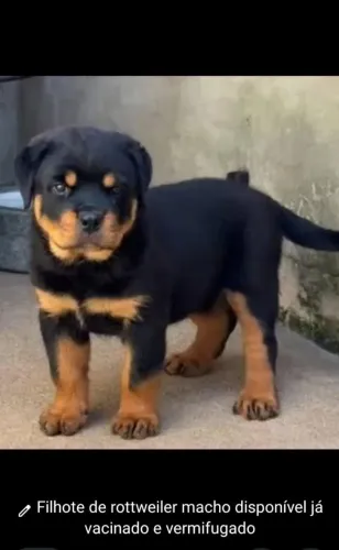 Filhote de Rottweiler