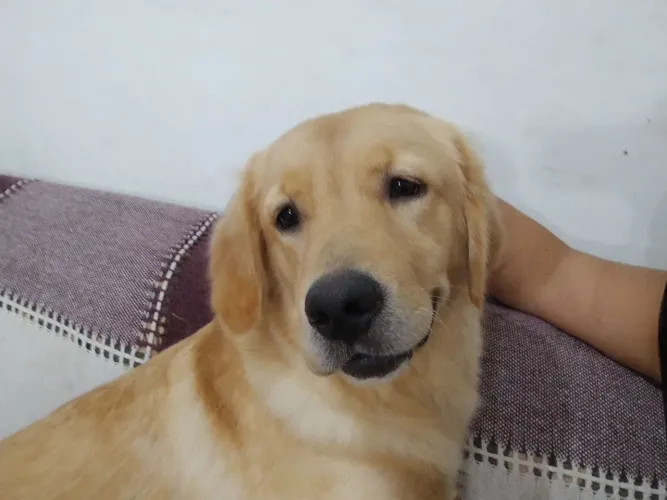 Golden retriever 