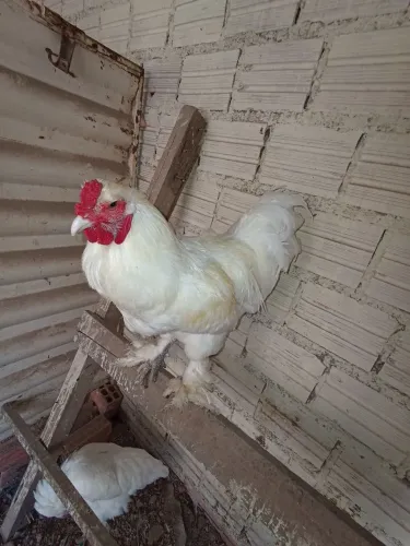 Galo de Raça