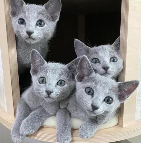 Últimos filhotes Rússiam Blue disponível 