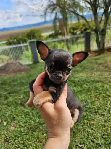 Chihuahua mini Fêmea