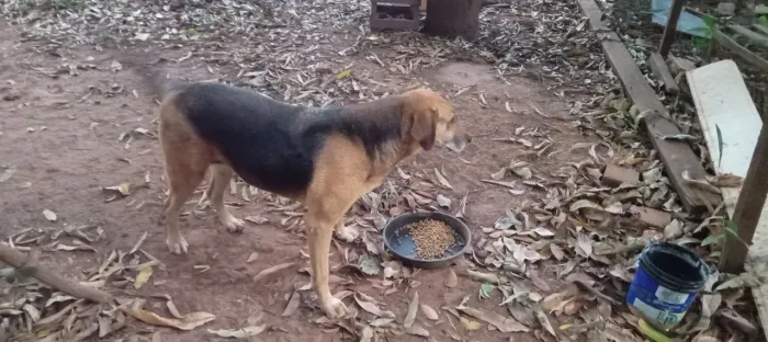 Doação de uma cadela