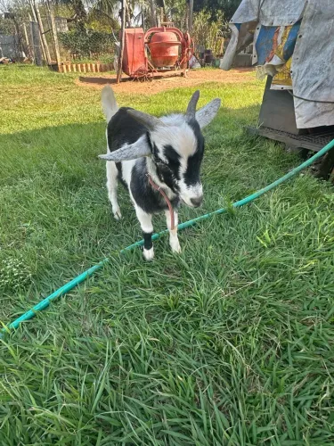 Mini cabritinho