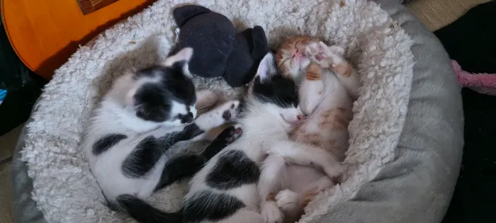 Doa-se gatinhos