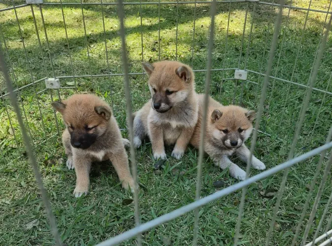 LINDOS FILHOTES DE SHIBA INU