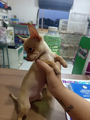 Filhote pinscher macho