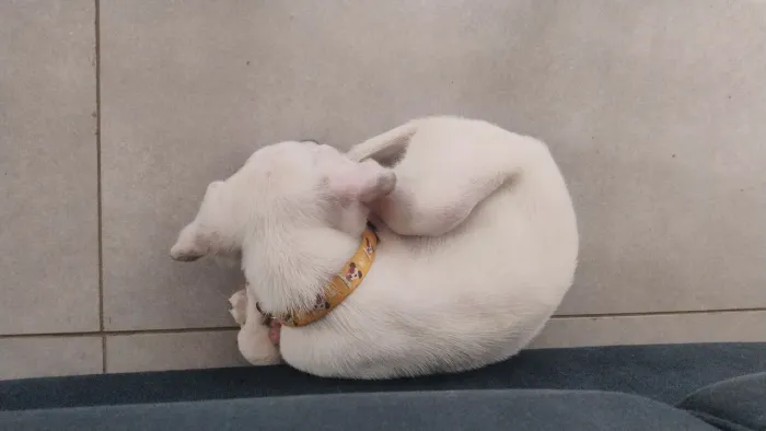 Quero doar não estou com tempo trabalhando o dia todo moro em apartamento fica difícil 