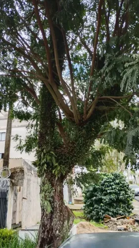 Corte e poda de árvores