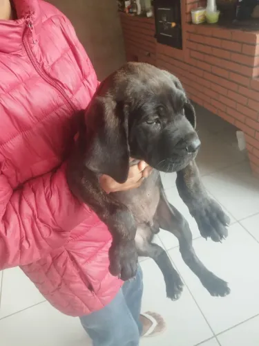 Vendo