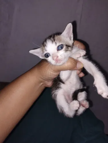 Doamos casal de filhotes de gato