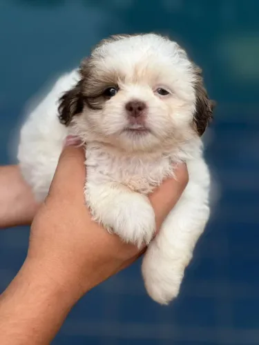 Filhotes de Shih Tzu Lindos e Saudáveis