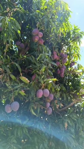 Lote em Juazeiro com porteira fechada