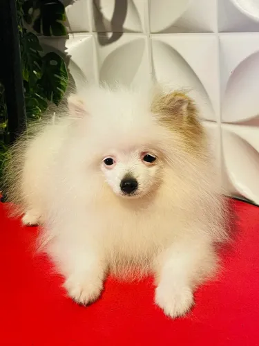 Filhote de spitz alemão anão