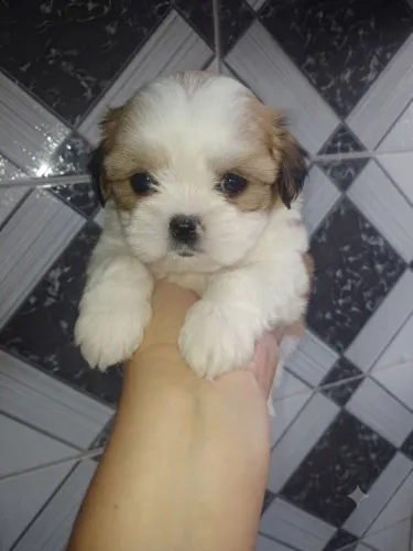 Vendas 