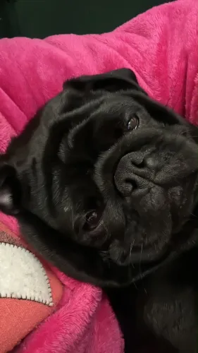 Pug