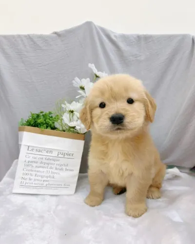 Filhotinhos golden retriever pelagem densa de linhagem selecionada