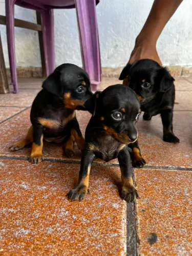 Filhotes de porte pequeno