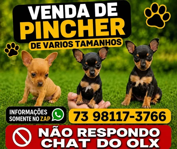 Pincher ,, TRAGO SOB ENCOMENDA